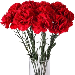 Belek Florist - Carnations